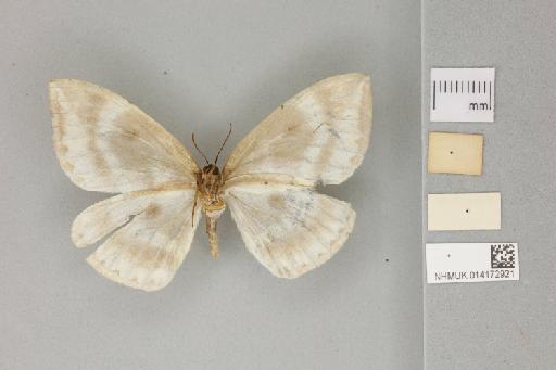 Cyclidia nigralbata Warren, 1914 - 014172921_Cyclidia_nigralbata_ventral_habitus