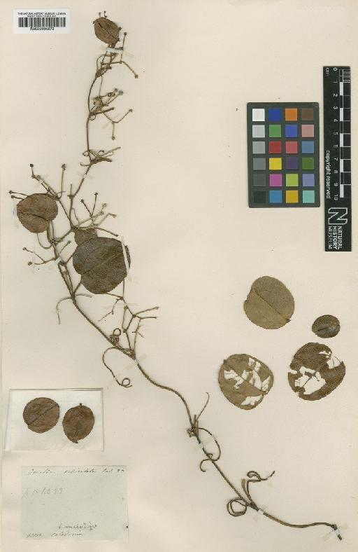 Smilax orbiculata Labill. - BM000990272