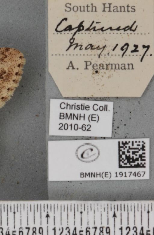 Ectropis crepuscularia (Denis & Schiffermüller, 1775) - BMNHE_1917467_label_481109