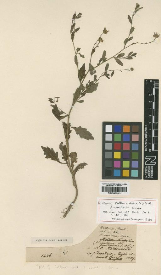 Kalimeris indica (L.) Sch.Bip. - BM000885579