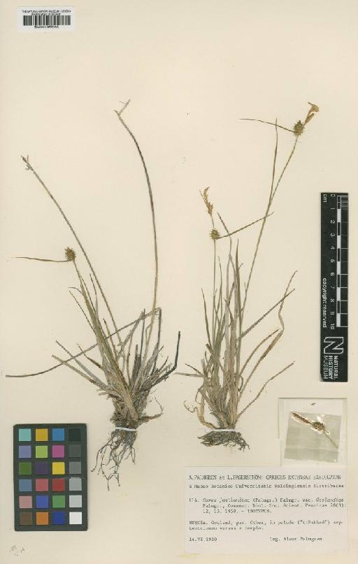 Carex jemtlandica Palmgr. - BM001067055