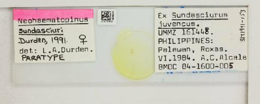 Neohaematopinus sundasciuri Durden, 1991 - 010700518_816373_1430700