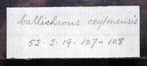 Callichrous ceylonensis Günther, 1864 - 1852.2.19.107-8; Callichrous ceylonensis; image of jar label; ACSI project image