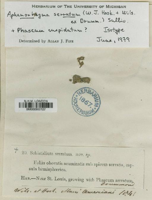 Aphanorrhegma serratum (Hook. & Wilson) Sull. - BM000983127