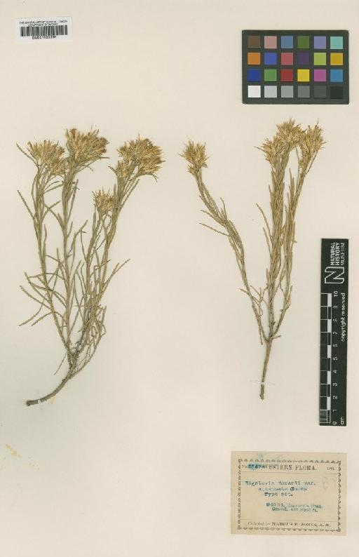 Chrysothamnus parryi subsp. attenuatus (M.E.Jones) H.M.Hall & Clem. - BM001025386