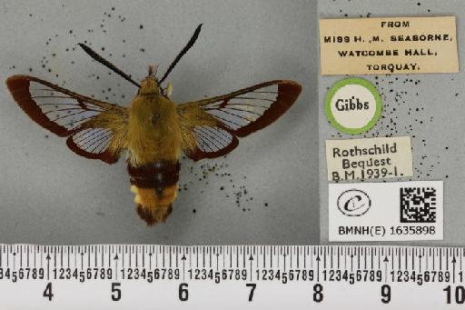 Hemaris fuciformis (Linnaeus, 1758) - BMNHE_1635898_205566