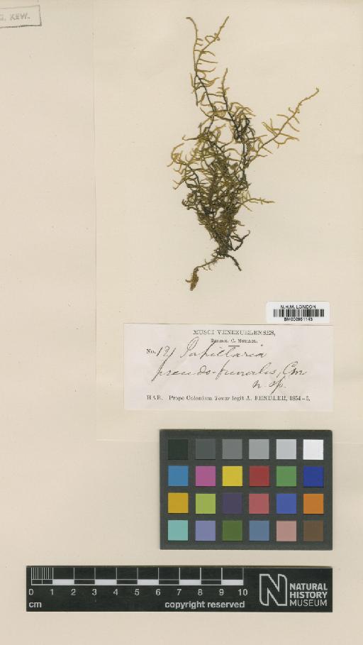 Papillaria pseudofunalis Müll.Hal. - BM000961143_a