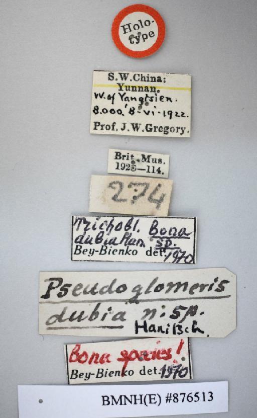 Pseudoglomeris dubia Hanitsch, 1924 - Pseudoglomeris dubia Hanitsch, 1924, female, holotype, labels. Photographer: Aging Wang. BMNH(E)#876513