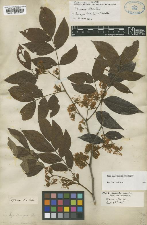 Inga alba (Sw.) Willd. - BM000541200