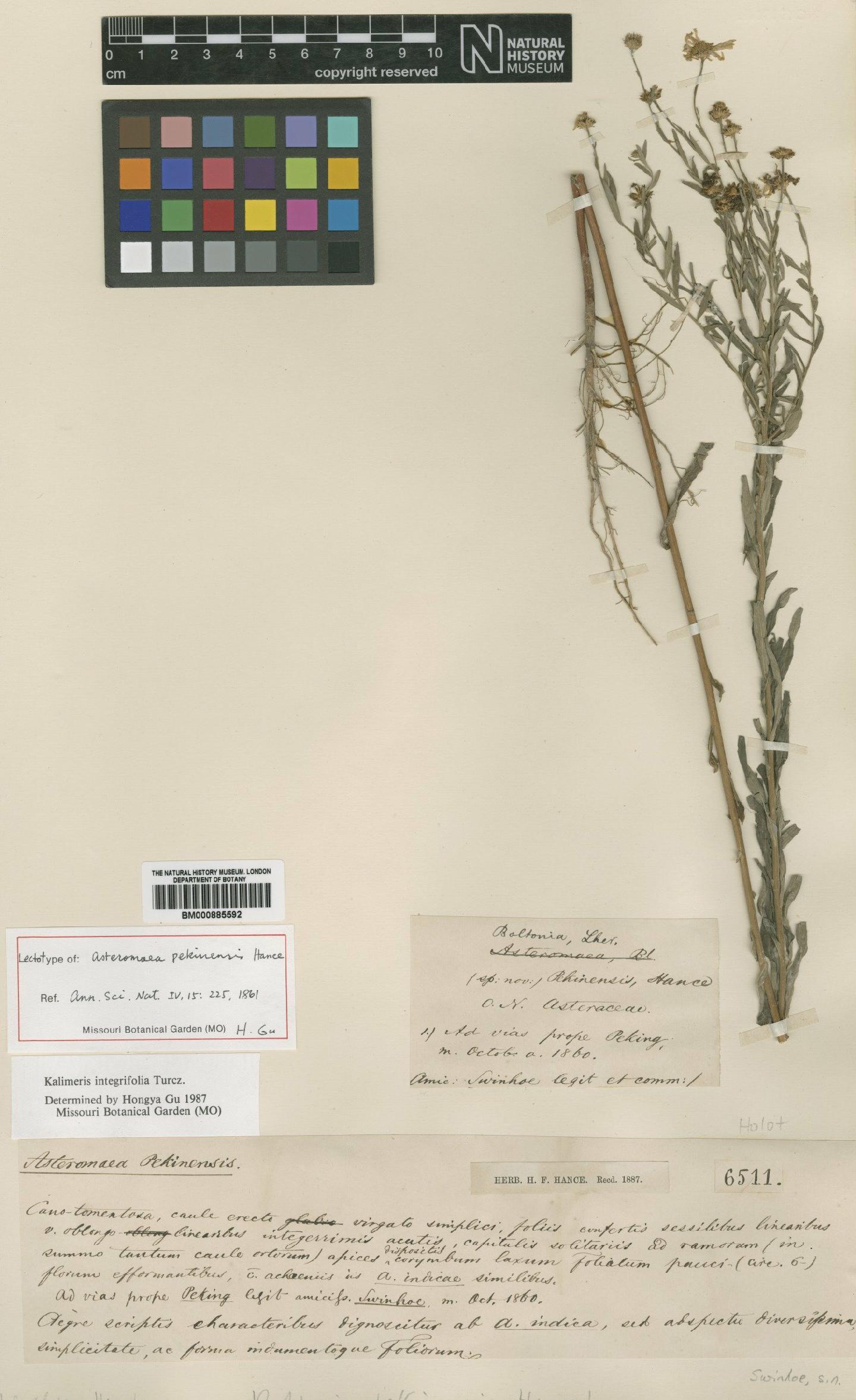 To NHMUK collection (Kalimeris integrifolia Turcz.; Lectotype; NHMUK:ecatalogue:4995172)