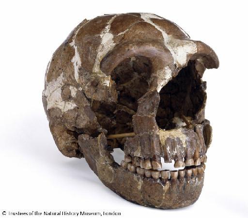 Homo neanderthalensis King, 1864 - NHMUK PA EM 3640 Tabun C1