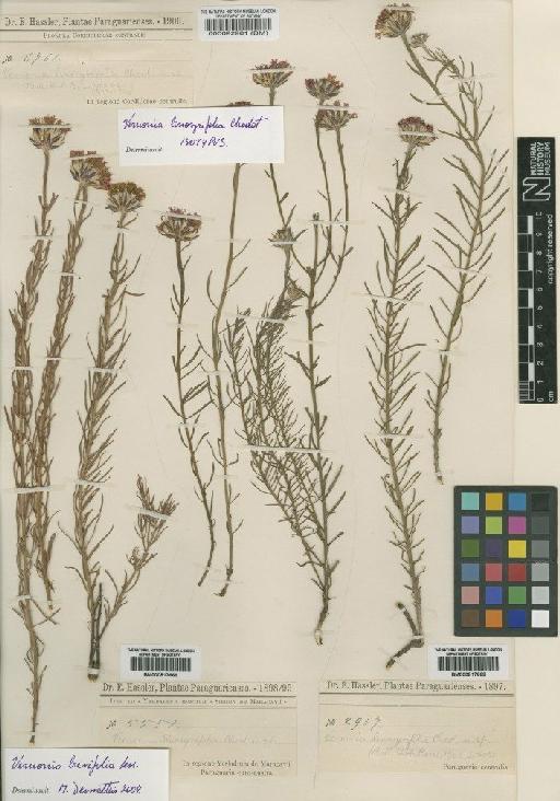Vernonia brevifolia Less - BM000817668