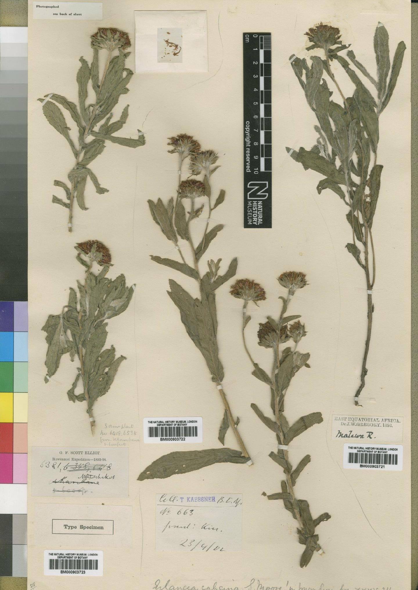 To NHMUK collection (Bothriocline calycina (Moore) M.G.Gilbert; Syntype; NHMUK:ecatalogue:4528727)
