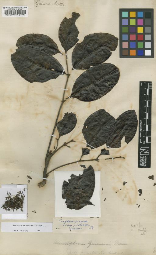 Euplassa pinnata (Lam.) I.M.Johnst. - BM000080821