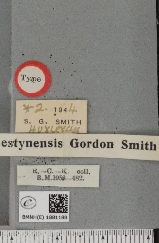 Selenia dentaria ab. deumbraria Klemensiewicz, 1929 - BMNHE_1881188_label_446509