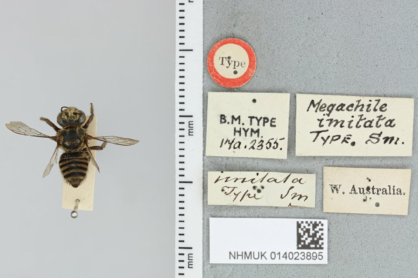 Megachile imitata