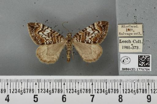 Dysstroma citrata pythonissata (Milliere, 1870) - BMNHE_1776784_353484
