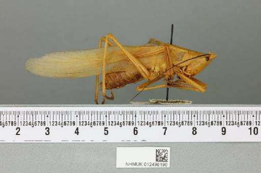 Pseudorhynchus annulatus Karny, 1907 - 012498190_reverse