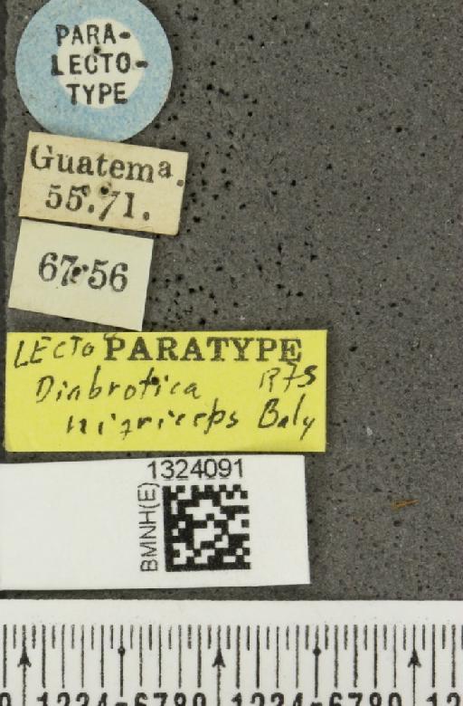 Paratriarius nigriceps (Baly, 1879) - BMNHE_1324091_label_21674