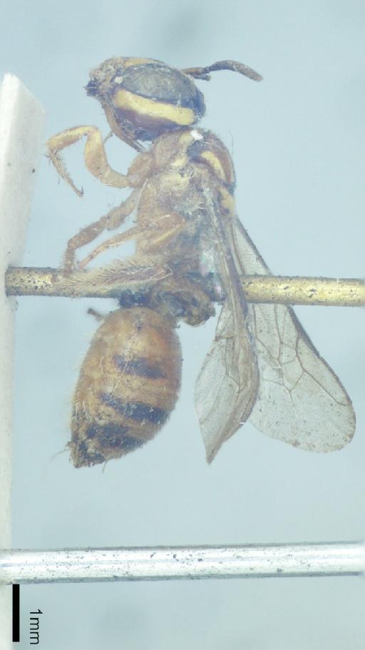 Ceratina cosmiocephala Cameron, 1908 - 010812631-NHMUK-Ceratina_cosmiocephala-type-habitus-lateral-1_25x.jpg