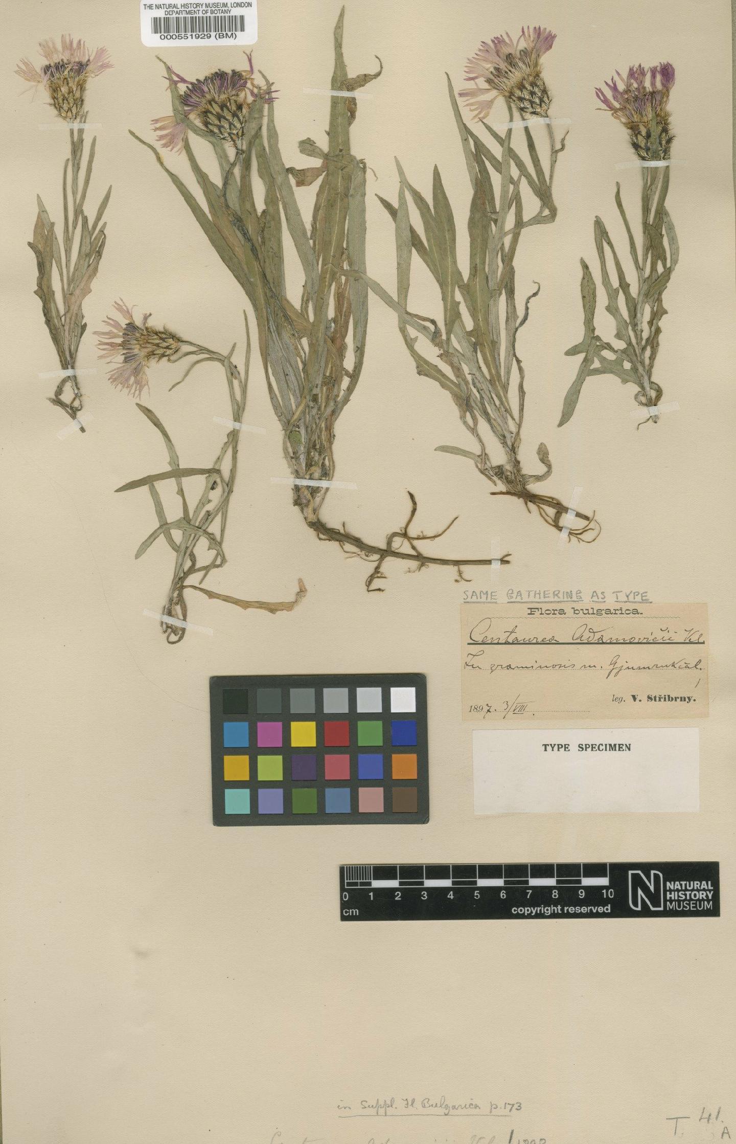 To NHMUK collection (Centaurea napulifera subsp. napulifera Rochel; Isotype; NHMUK:ecatalogue:4680739)