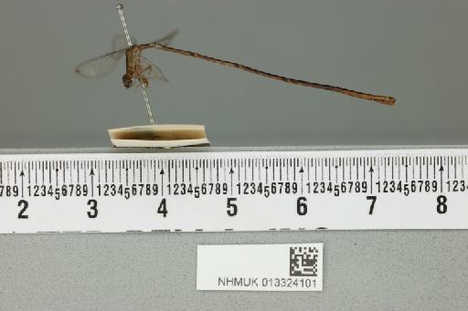 Teinobasis nigra Campion in Laidlaw, 1928 - 013324101_lateral