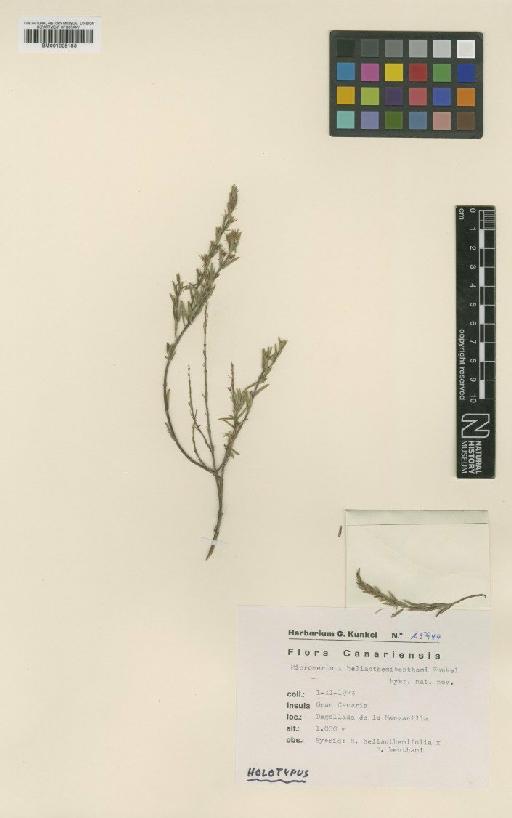 Micromeria helianthemifolia Webb & Berthel. × M. benthamii Webb & Berthel. - BM001025183