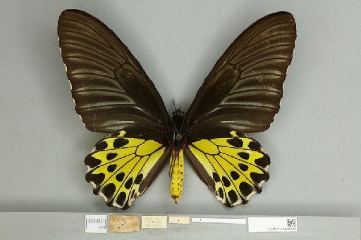 Troides helena cerberus Rothschild, 1895 - 013606456_additional