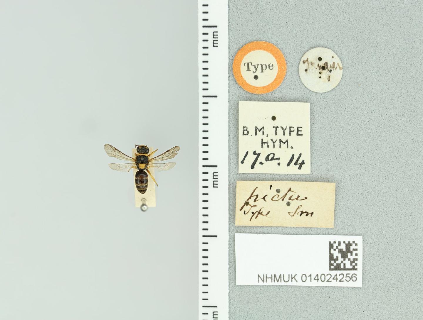 Hylaeus pictus