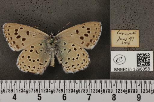 Maculinea arion eutyphron ab. unipuncta Courvoisier, 1907 - BMNHE_1296358_147364