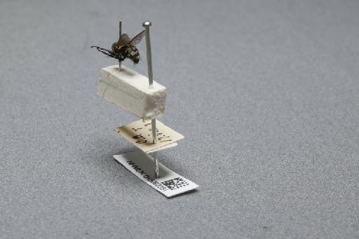 Sarcophaga (Myorhina) nigriventris Meigen, 1826 - 015092051_additional_2