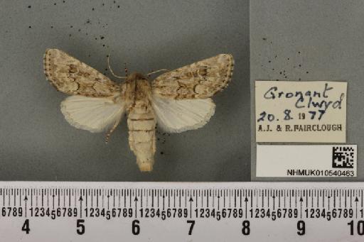 Luperina nickerlii gueneei ab. murrayi Turner, 1911 - NHMUK_010540463_598394