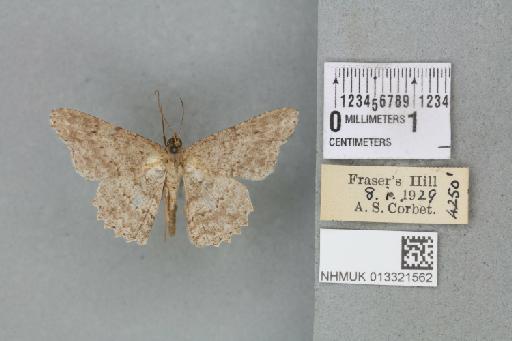 Luxiaria submonstrata submonstrata (Walker, 1861) - 013321562_815069_1401720