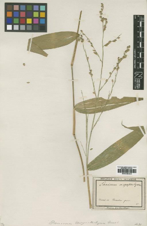 Panicum megastachyum Mart. - BM000884925