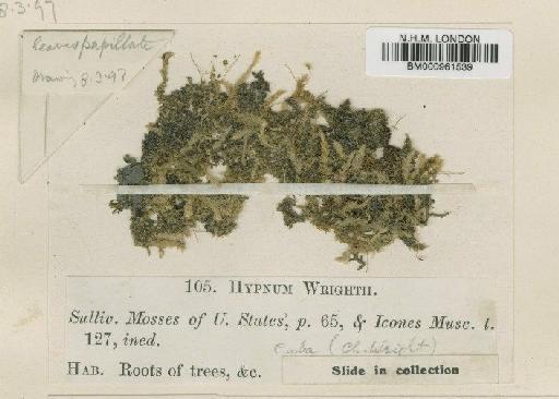 Stereophyllum radiculosum (Hook.) Mitt. - BM000961539