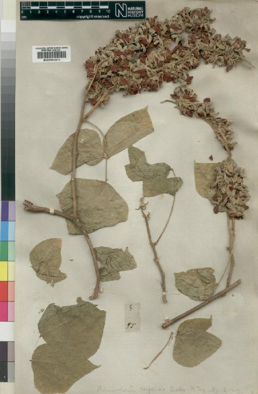 Rhynchosia congensis Baker - BM000842578