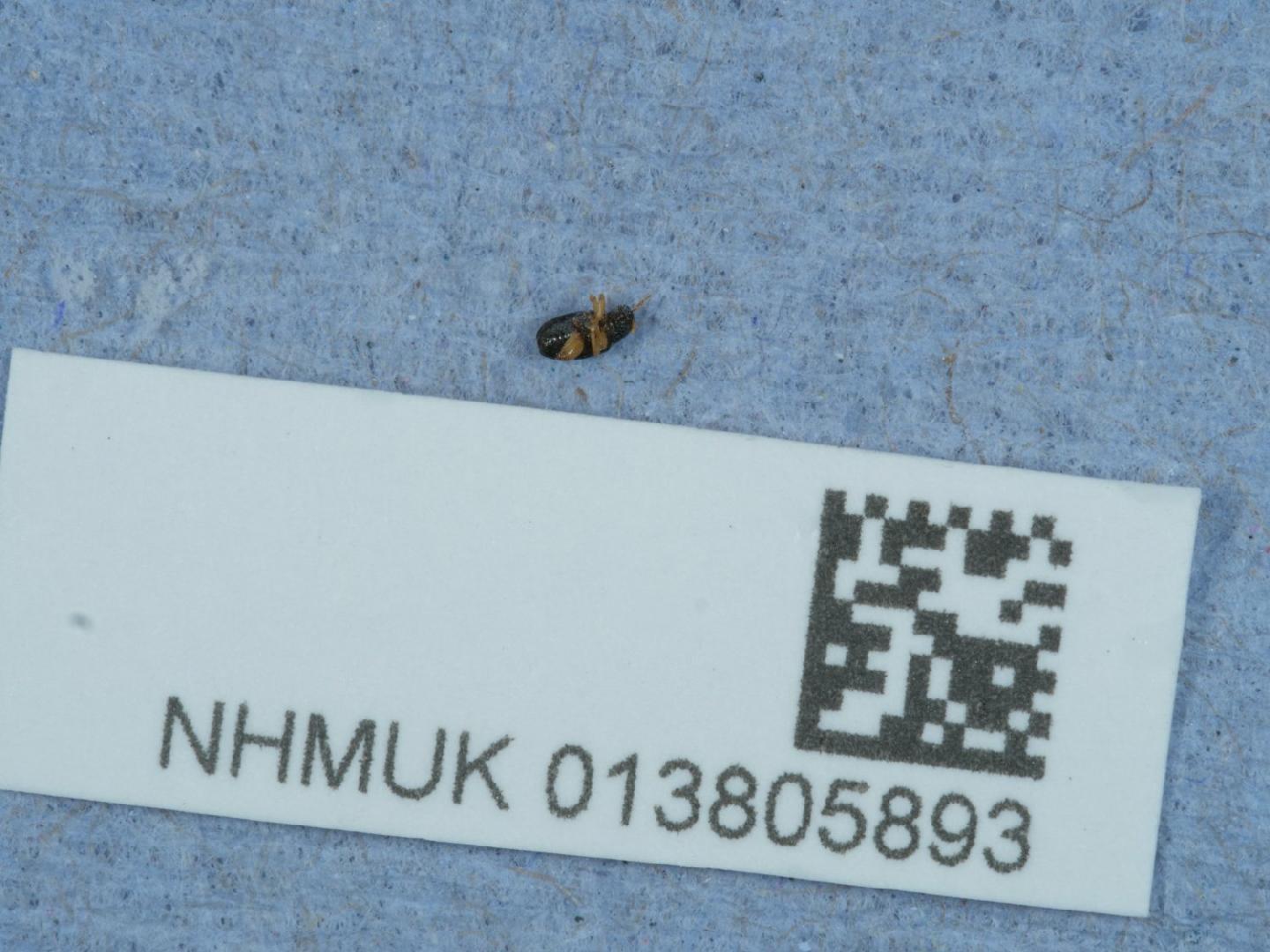 Aphthona herbigrada thumbnail