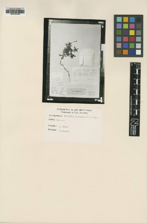 Epilobium gemmascens C.A.Mey. - BM000944586