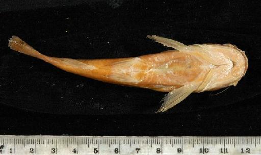 Chrysichthys punctatus Boulenger, 1899 - 1899.11.27.25-26a; Chrysichthys punctatus; ventral view; ACSI Project image