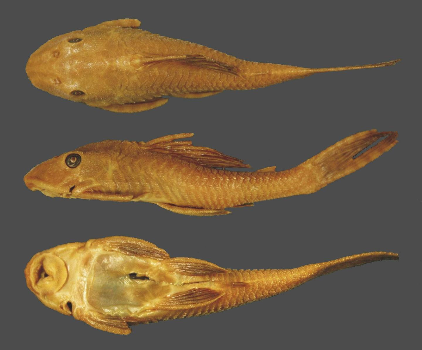 To NHMUK collection (Plecostomus hondae Regan, 1912; SYNTYPE; NHMUK:ecatalogue:3130702)