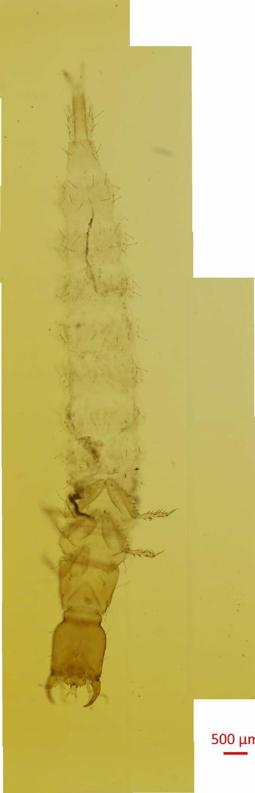 Quedius mesomelinus (Marsham, 1802) - 010132912__2016_05_25-Scene-1-ScanRegion0