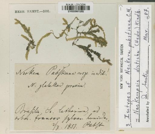 Neckeropsis disticha Hedw. - BM000961292