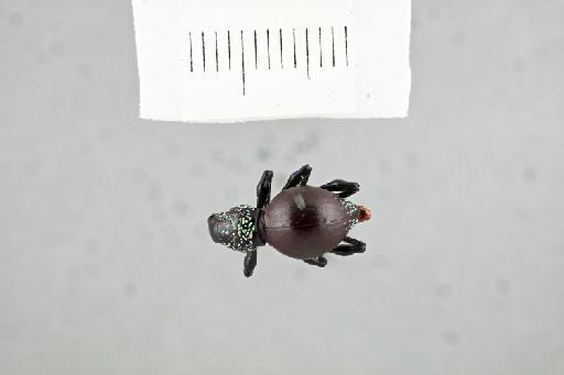 Pachyrhynchus rugicollis Waterhouse, G.R., 1841 - Pachyrhynchus_rugicollis_possible_type