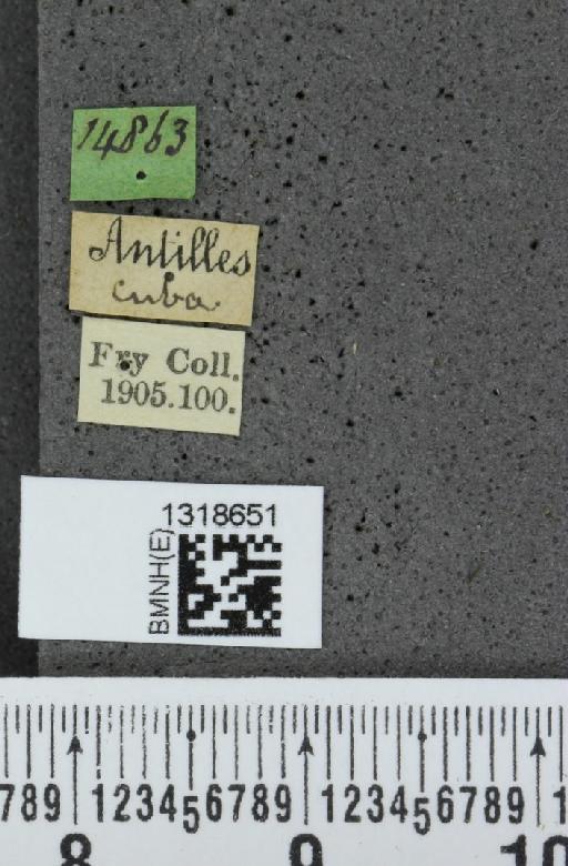 Systena basalis Jacquelin du Val, 1857 - BMNHE_1318651_label_26150