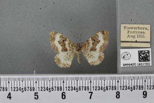 Epirrhoe alternata alternata (Müller, 1764) - BMNHE_1617700_316180