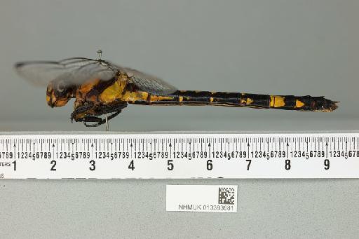 Megalogomphus hannyngtoni (Fraser, 1923) - 013383681_lateral