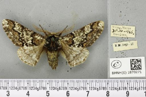 Biston strataria (Hufnagel, 1767) - BMNHE_1870271_460853