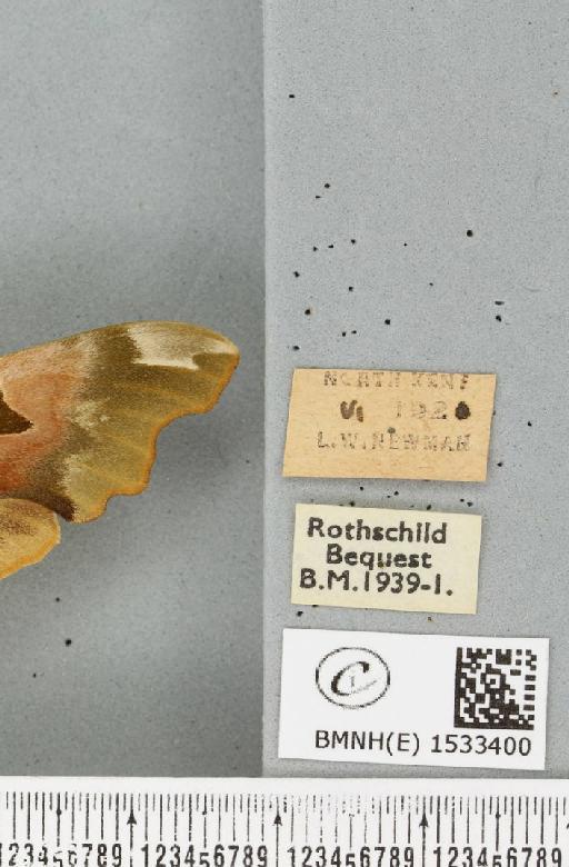 Mimas tiliae (Linnaeus, 1758) - BMNHE_1533400_label_204106