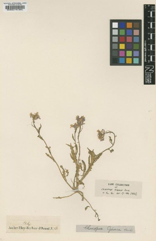 Chorispora purpurascens (Banks & Sol.) Eig - BM000522116