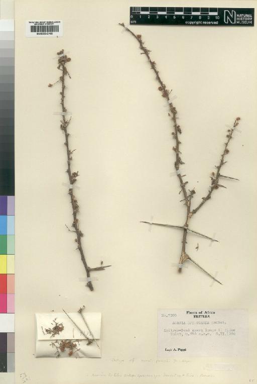 Acacia tortilis subsp. spirocarpa (Hochst. ex A.Rich.) Brenan - BM000842168